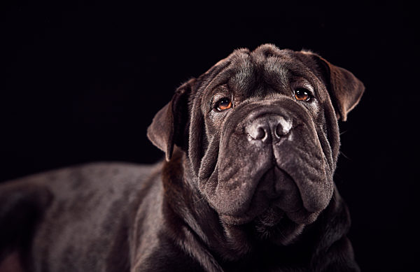 shar-pei