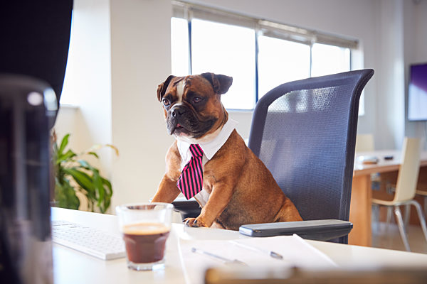 büro;bulldogge;boss