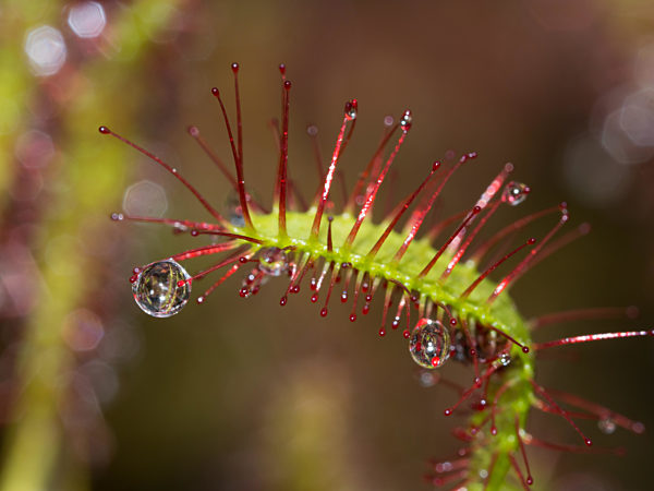 carnivorous plant;sundew