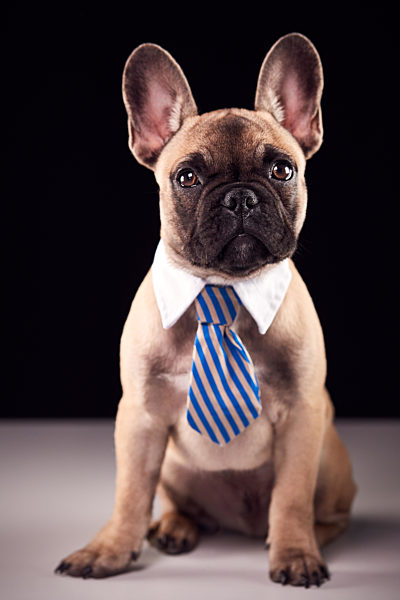 boss;französische bulldogge