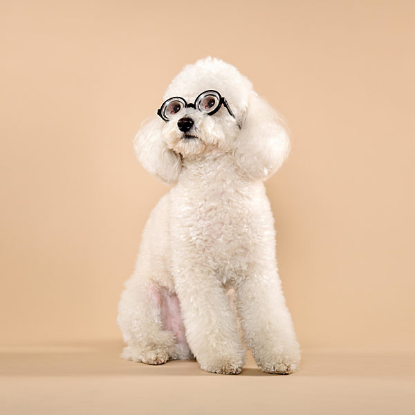 pudel;brille