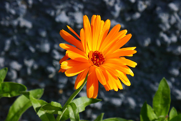 calendula;calendula