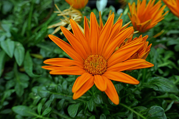 gazania