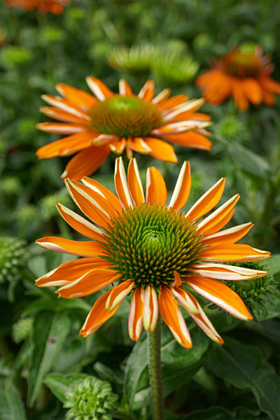 orange coneflower
