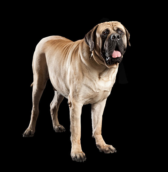 mastiff
