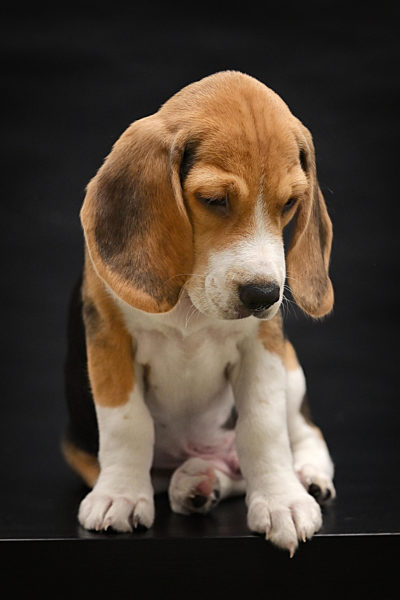 welpe;beagle
