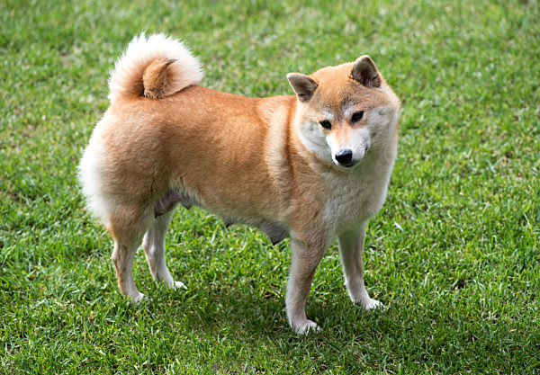 shiba inu