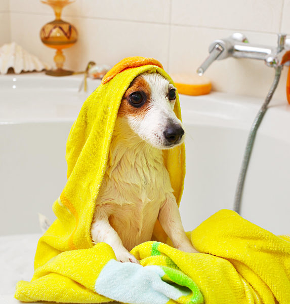 nass;hund;badewanne;jack russell terrier