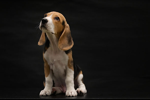 welpe;beagle