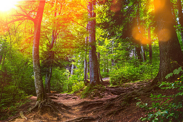 wald;bäume;laubwald