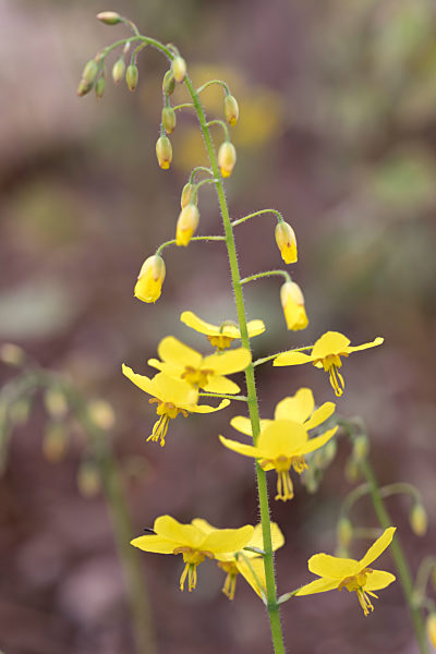 epimedium