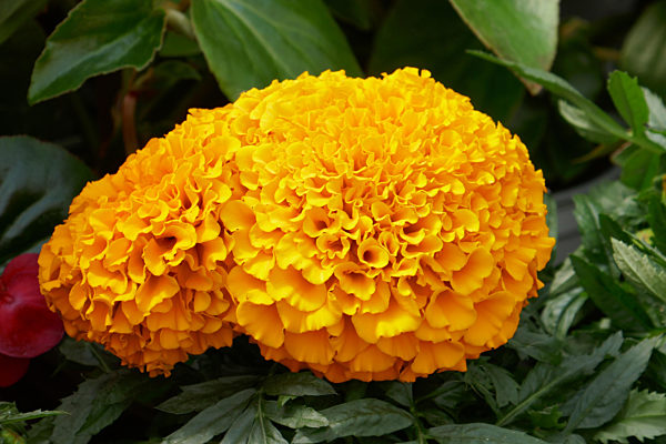 tagetes