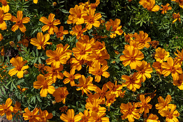 tagetes patula