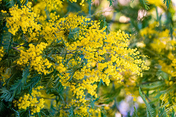 mimosa bloom;silver acacia