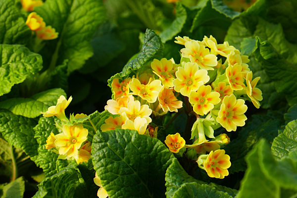 garten-teppich-primel