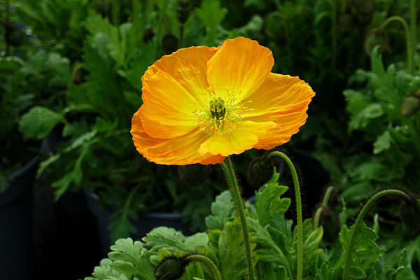 poppy;poppies