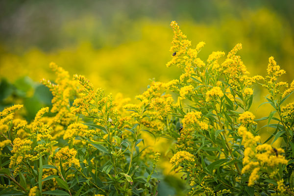 canadian goldenrod