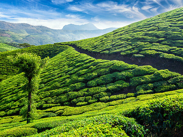 tea plantation