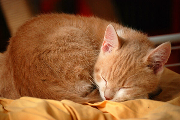 cat;sleeping;cat