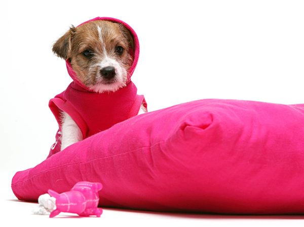 terrier, welpe, hundemantel