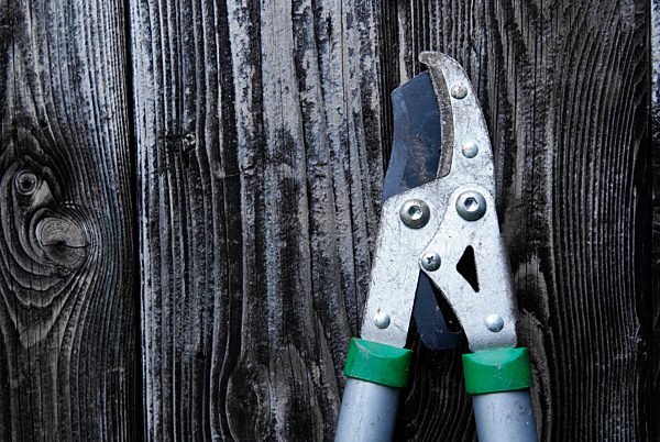 wooden wall, hedge clippers