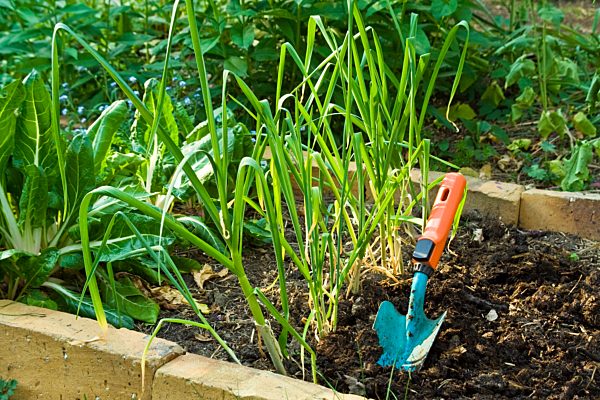 gardening, vegetable garden, shovel