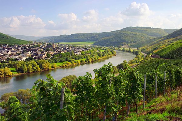 weinbau, rheinland-pfalz, mosel, rachtig, zeltingen-rachtig