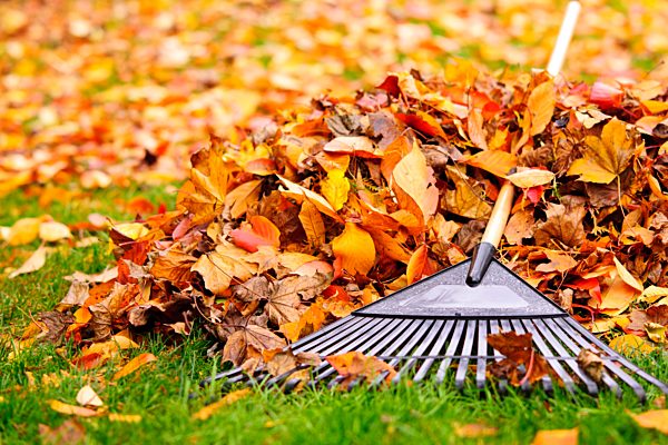 autumn, leaves, rake