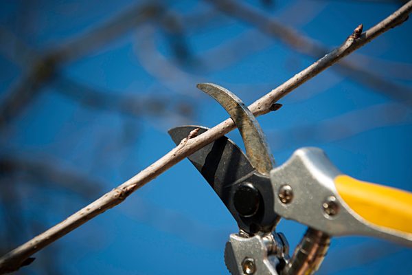 pruning, branch shears