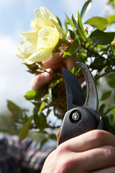 hedge clippers, rose cut