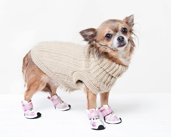 chihuahua, hundebekleidung