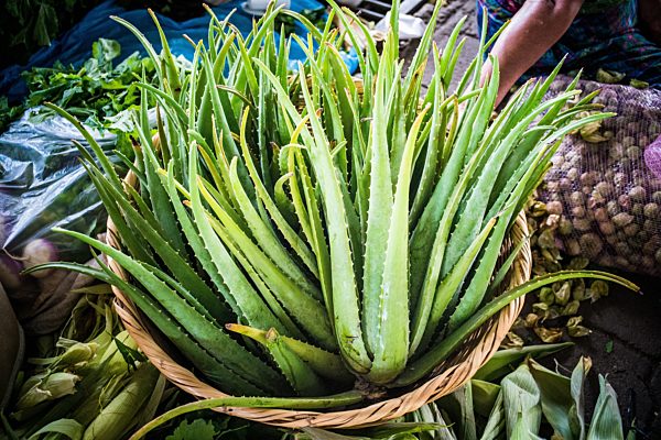 Aloe vera