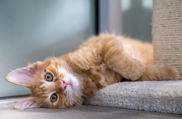 Zum Weltkatzentag - Katzen im Tierheim Berlin