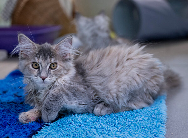 Katzen im Tierheim Berlin