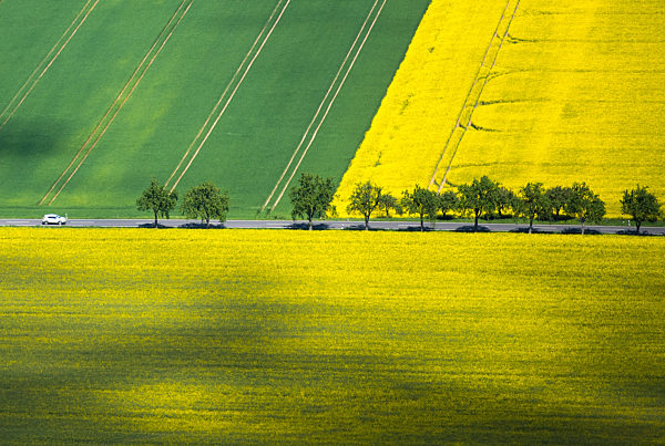 Rapsfelder in der Sonne