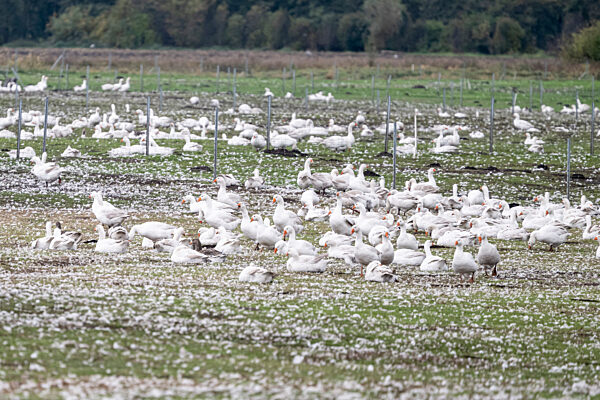 Weitere Entwicklung bei der Geflügelpest
