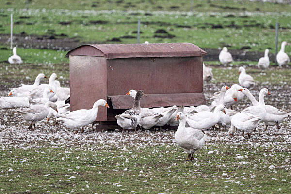 Weitere Entwicklung bei der Geflügelpest