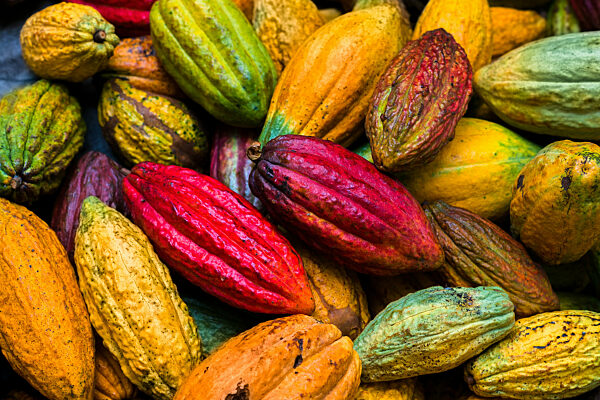 Cacao harvest on a traditional cacao farm in Colombia