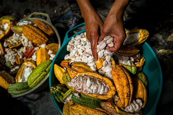 Cacao harvest on a traditional cacao farm in Colombia
