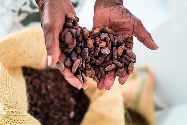 Chocolate production in artisanal manufacture in Colombia