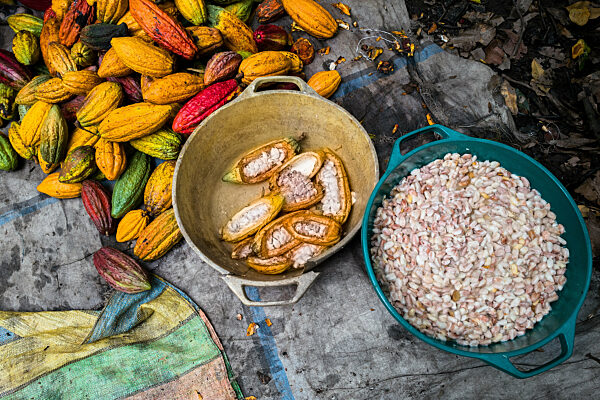 Cacao harvest on a traditional cacao farm in Colombia