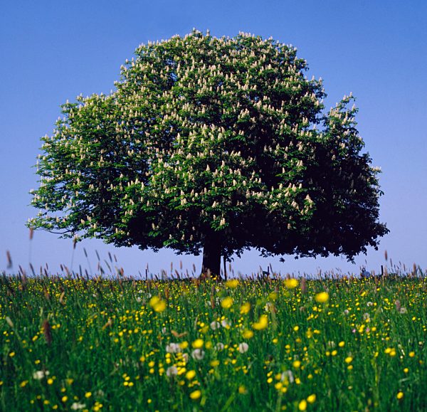 Blühende Rosskastanie