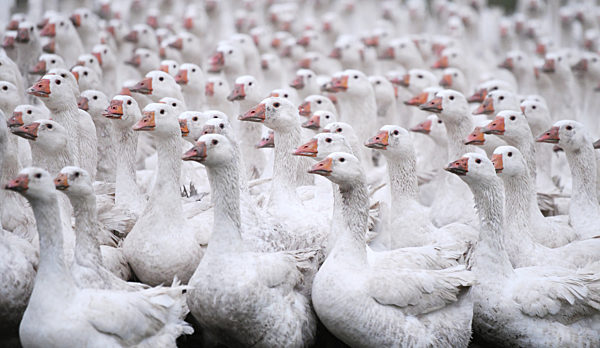 Gaense auf der Weide des Gefluegelhof Maier in Neustetten-Remmingsheim