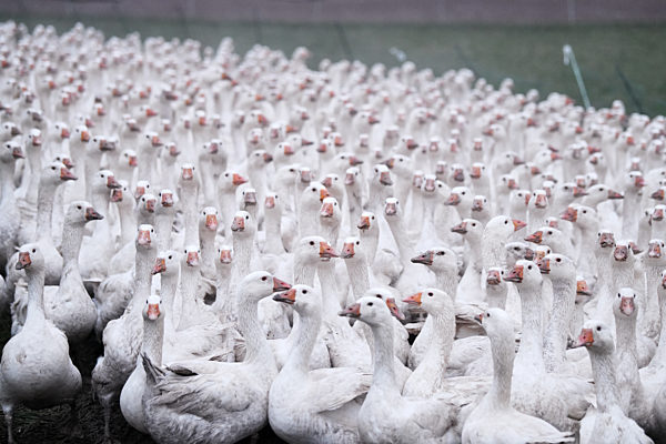 Gaense auf der Weide des Gefluegelhof Maier in Neustetten-Remmingsheim