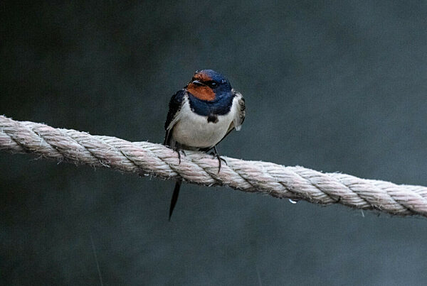 Regen in Norddeutschland