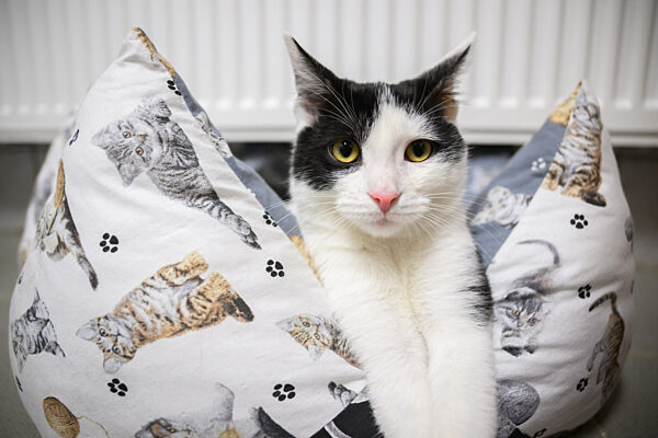 Tierheim Peine hat eine Tierklappe