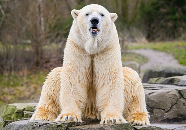 Tierpatenschaft Zoo Hannover