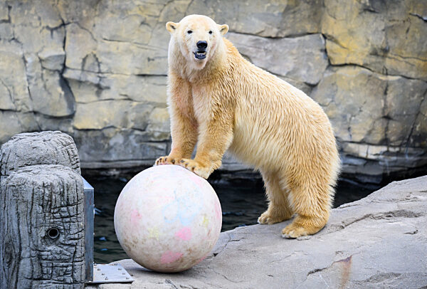 Eisbärin Nana verlässt Zoo Hannover