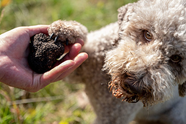 Erste Ernte auf Trüffelplantage