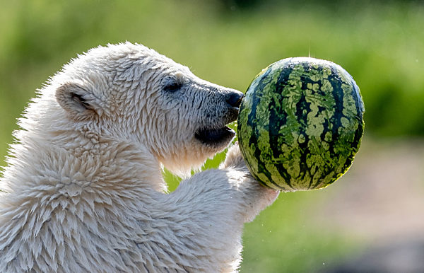Eisbär-Nachwuchs wird im Zoo Hannover getauft
